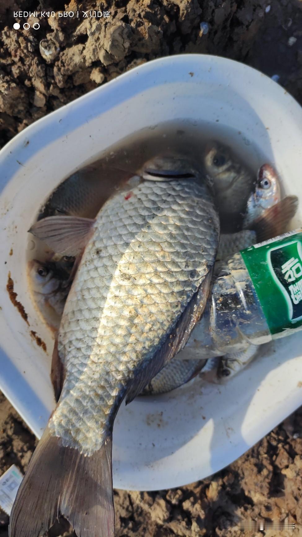 现在的天气温度乱了，鱼口更是乱了，不是没鱼，是完全找不到开口规律了。
常规的早口