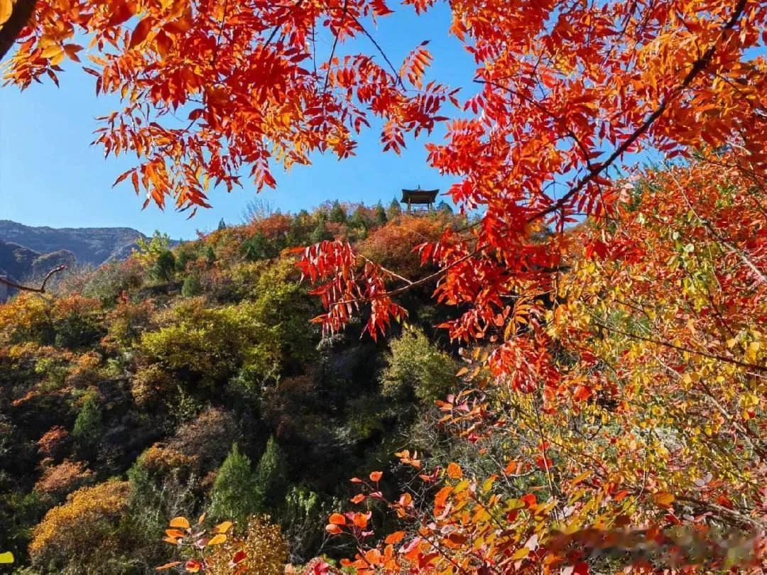 10月底-11月初是北京最美的时候，还有一周，坡峰岭万亩黄栌将迎来盛红期。漫山红