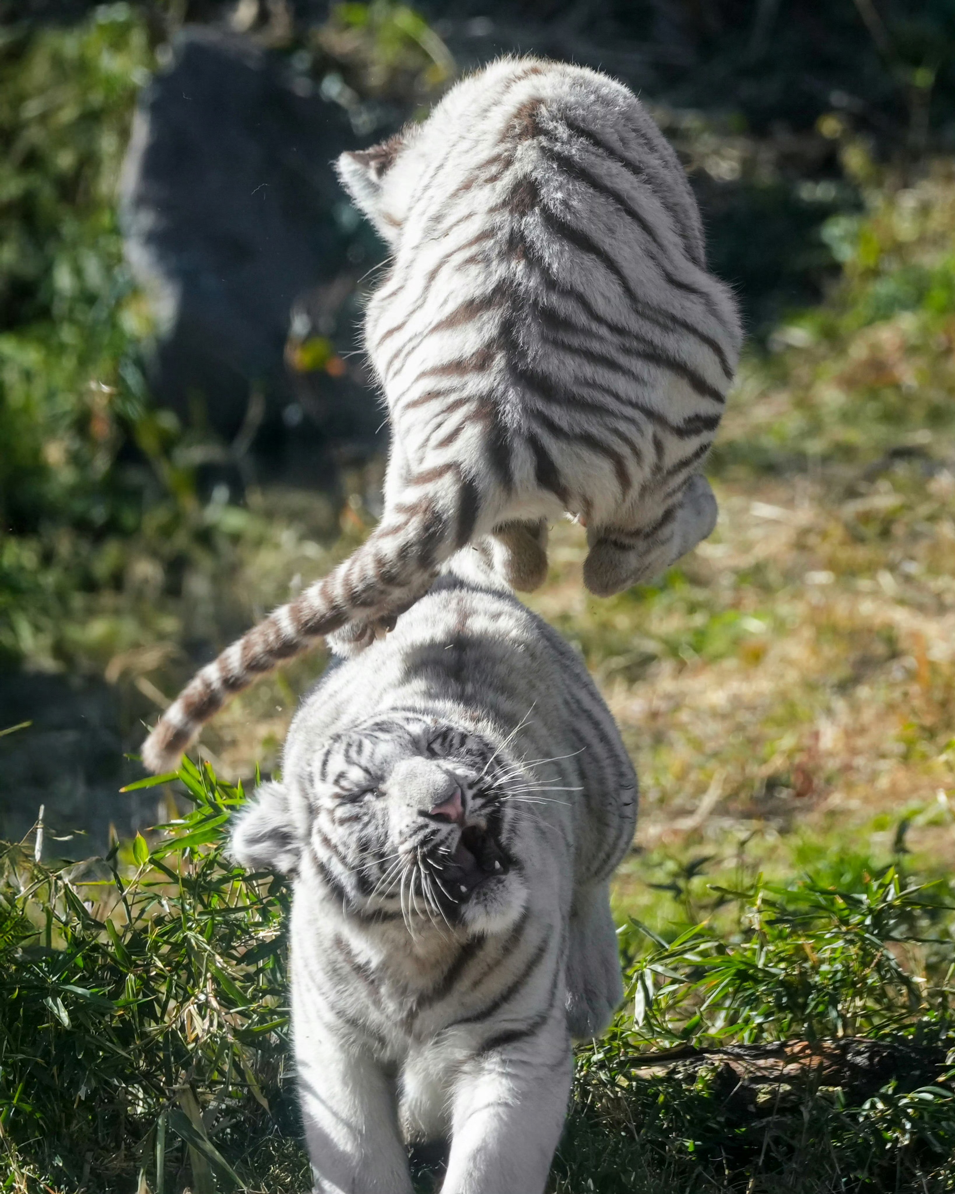 大猫咪：你个老6😾 