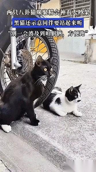 真的，我宣布，今年最佳吃瓜现场，必须颁给重庆那两只猫。
黑猫那个着急的样子，简直