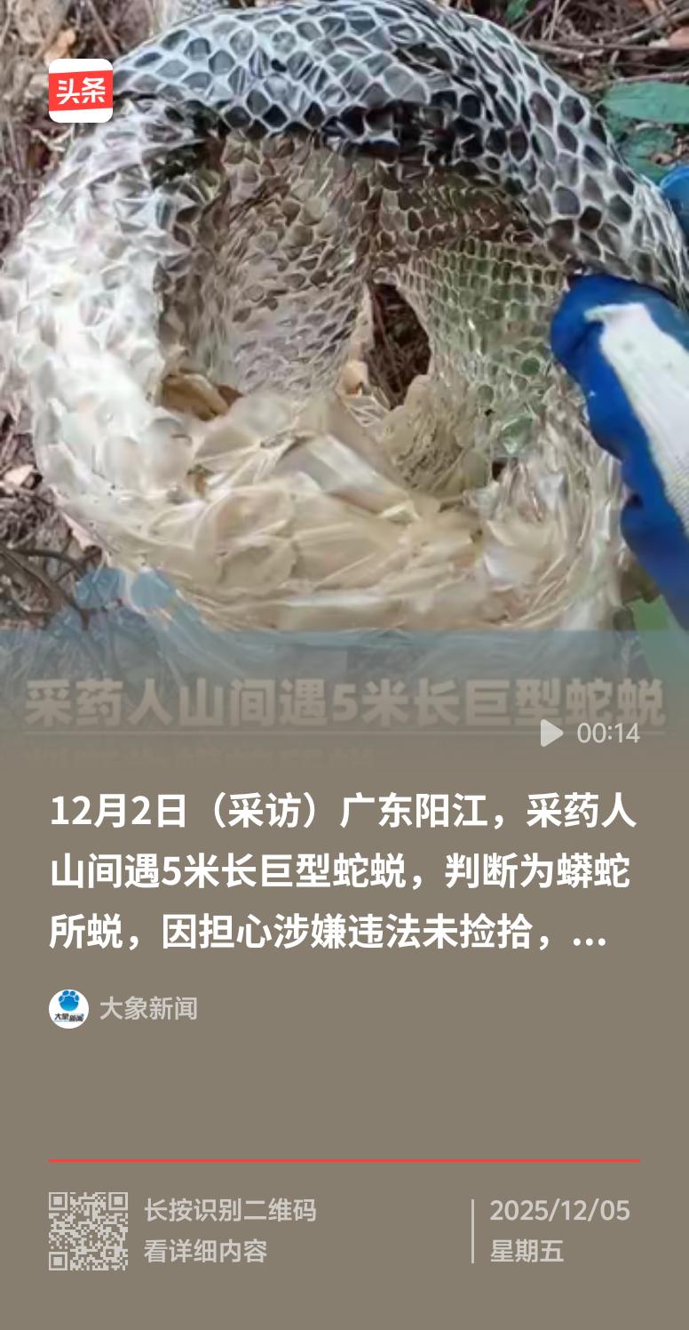 12月2日，广东阳江一个采药人在山间有个惊人发现——一条约5米长的巨型蛇蜕。这可
