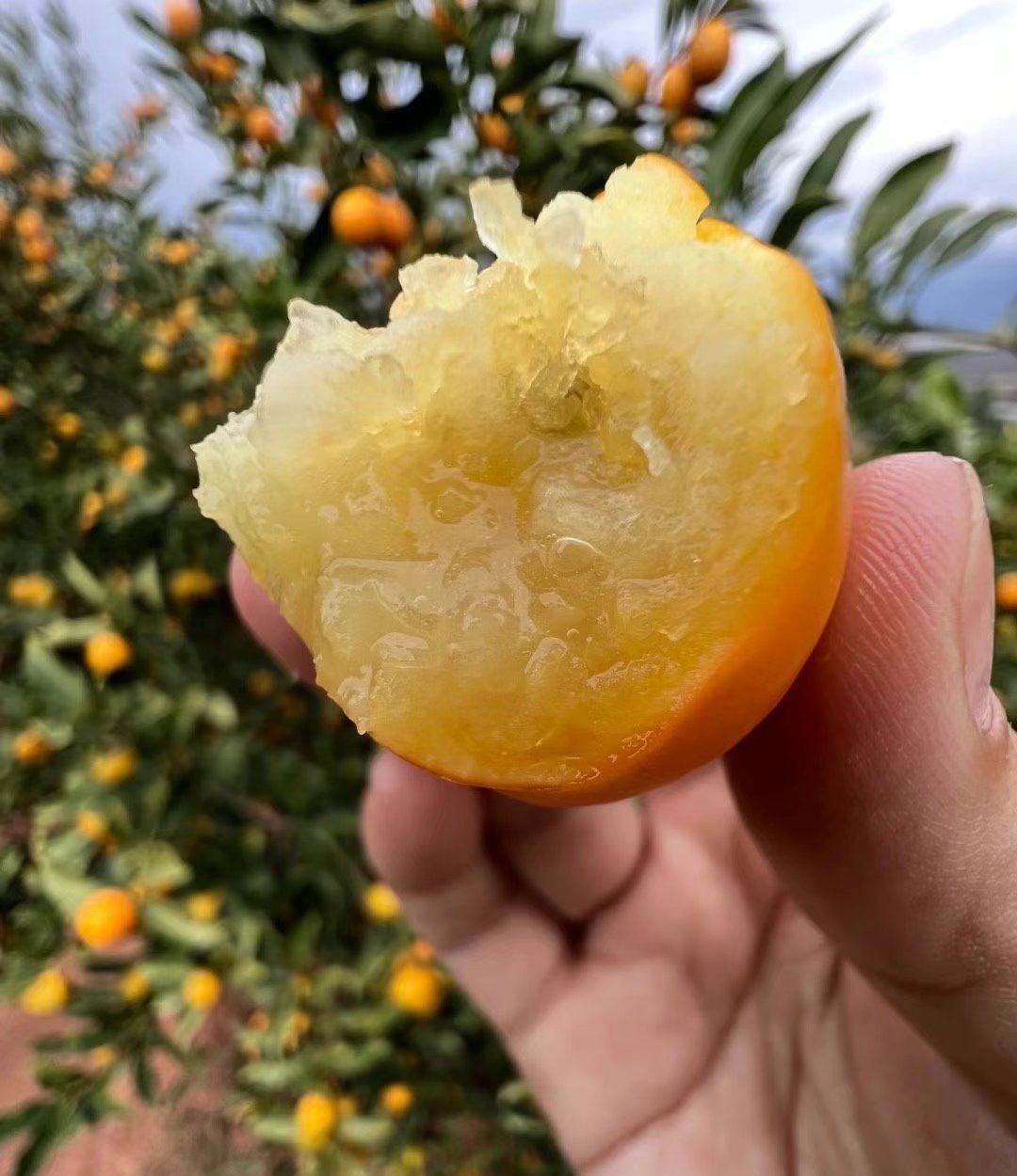 吃金桔吃的还是安全。都知道带皮吃的金桔对肺很好，尤其支原体肺炎现在这么猖狂。但怎