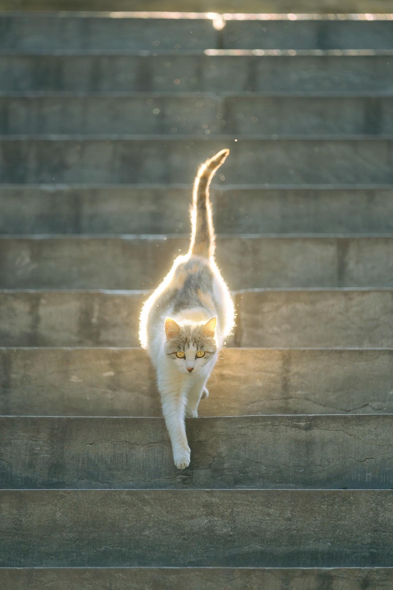 拍到了发光猫，犹如神龙下凡。有阵子没有和大家发猫猫日历壁纸了，今天先选...