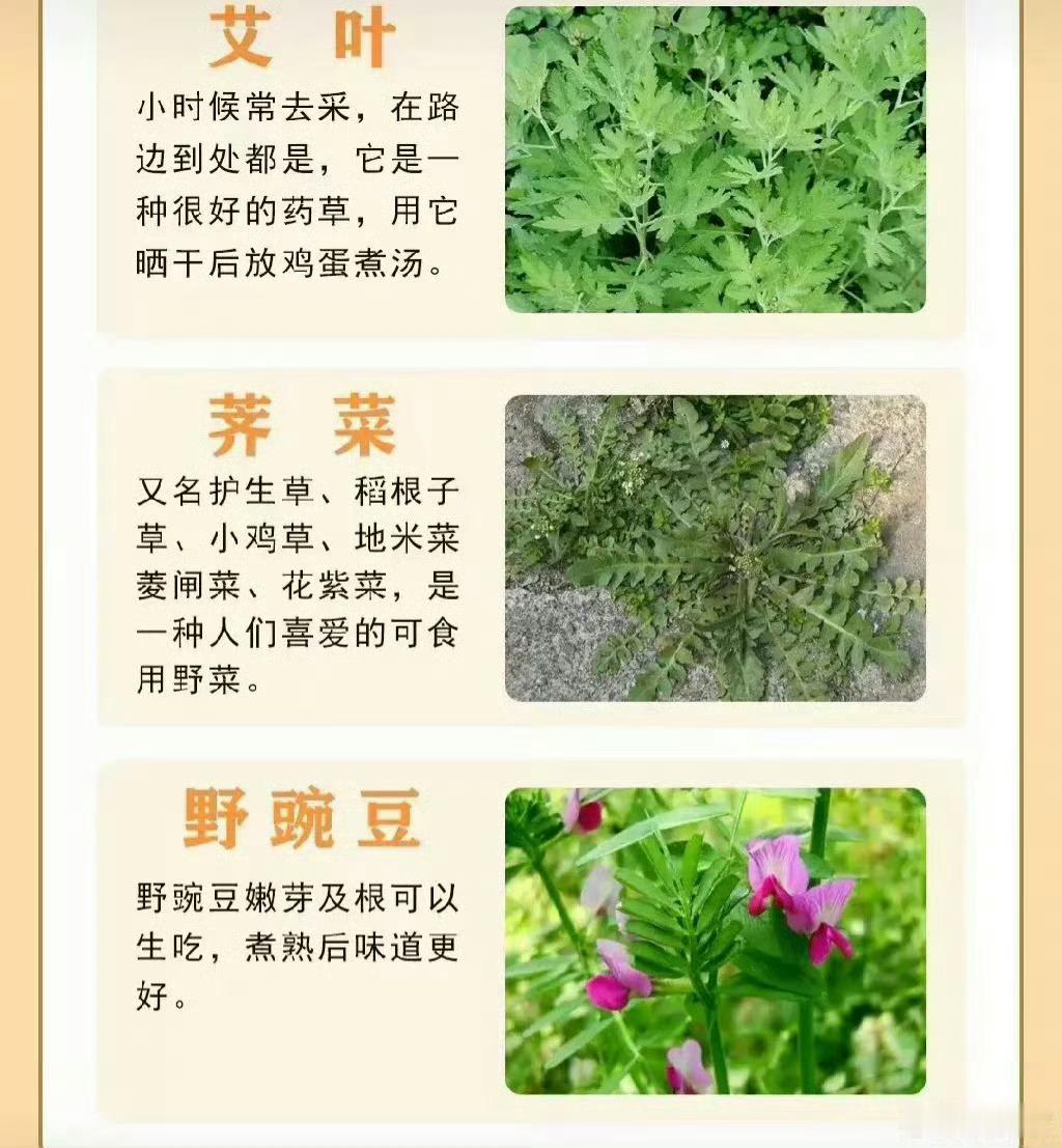 野菜大全，带你认识不同的野菜 