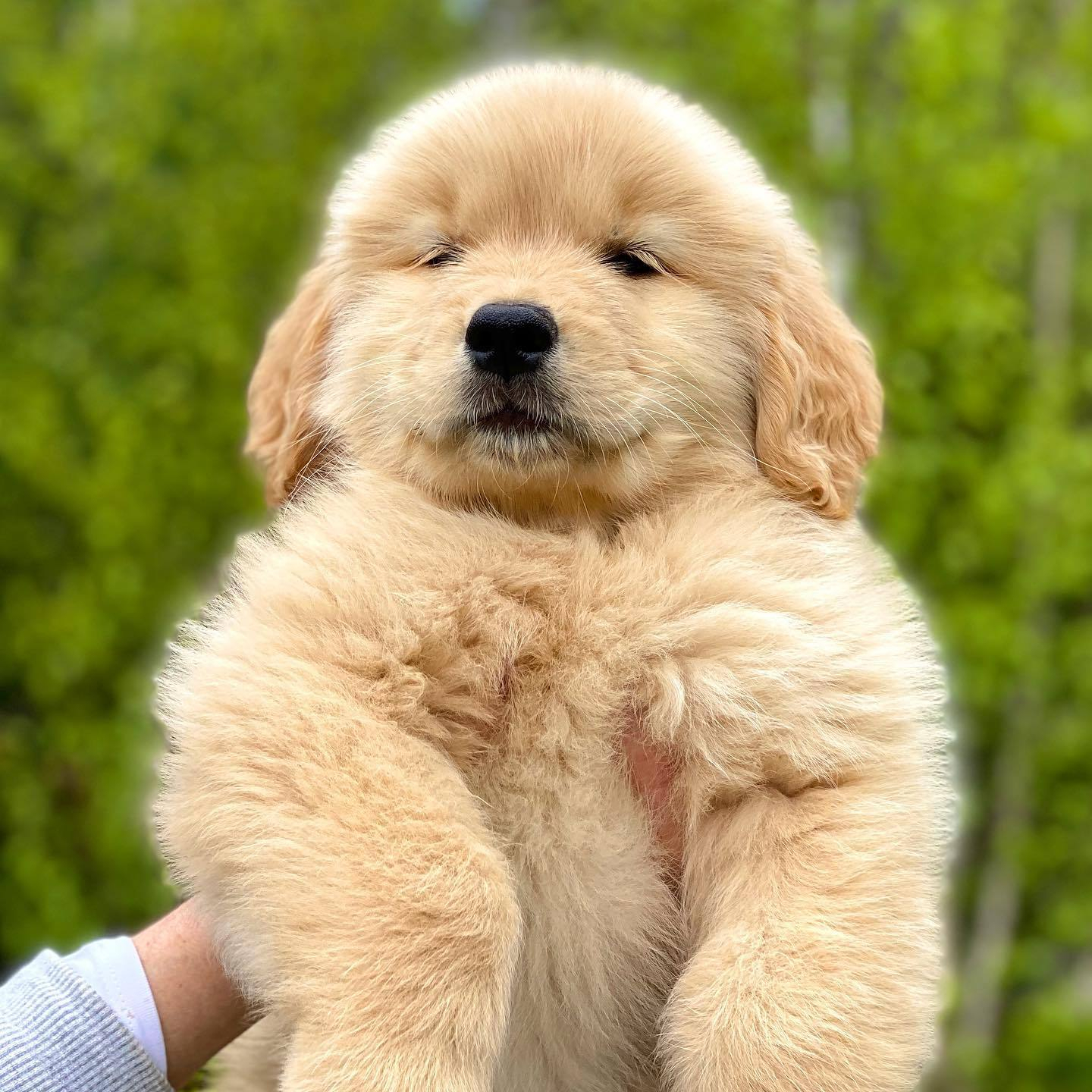 大家好，我是幼稚园大三班新转来的小金毛！大家以后都由我罩着了！ 