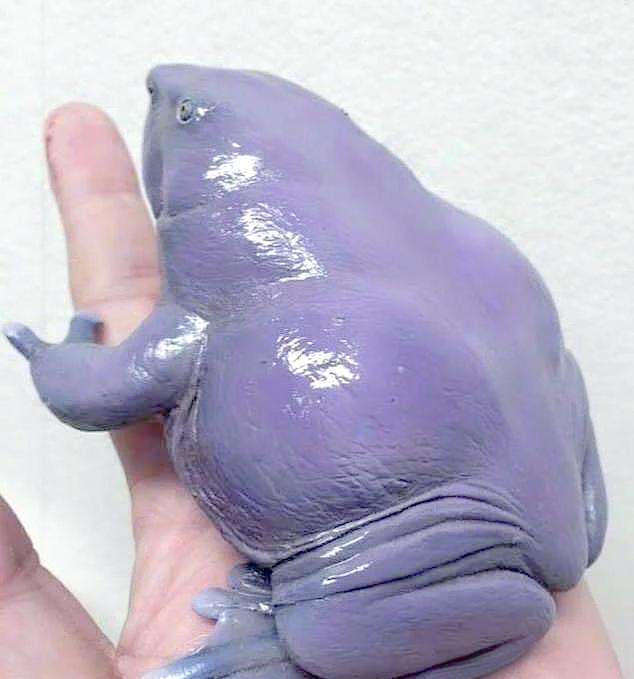 给大家科普一种生物，紫蛙！又叫鼻蛙（对挖鼻孔情有独钟）。紫蛙四肢短小，花肚皮，离