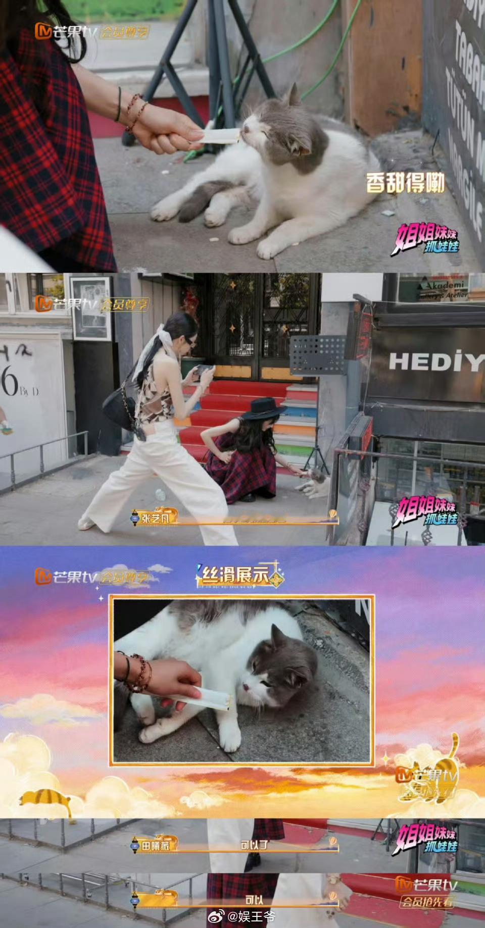 田曦薇身上的野猫味熏到康康了一想到康康闻到田曦薇身上野猫味后，可能会炸毛、扭头就