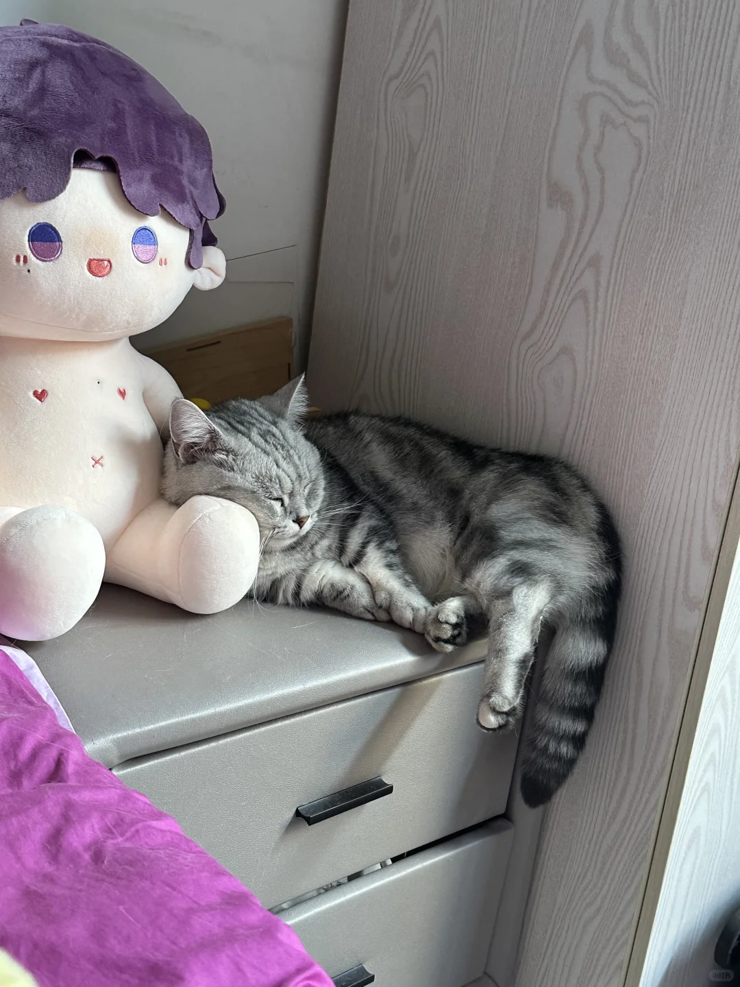 看看小猫也爱小鱼娃娃哈哈哈