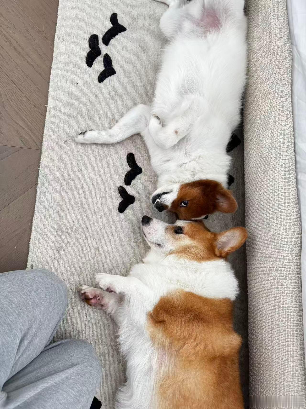 哥俩最近感情挺好 