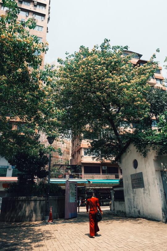 香港摄影｜正是鱼木花开时