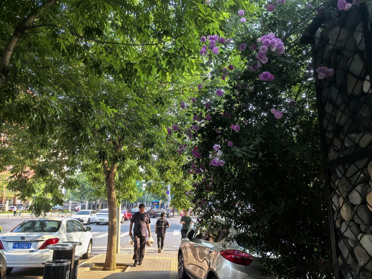 晨曦映照曙光花园