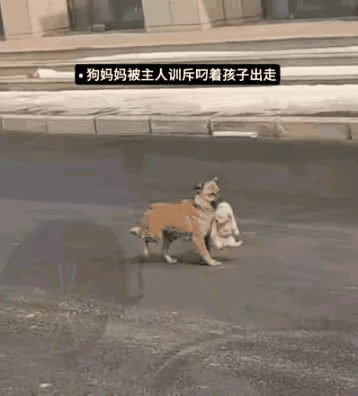 小狗被主人训斥后带着孩子离家出走投奔主人出嫁的女儿。主人一看它真的走了就上前劝它