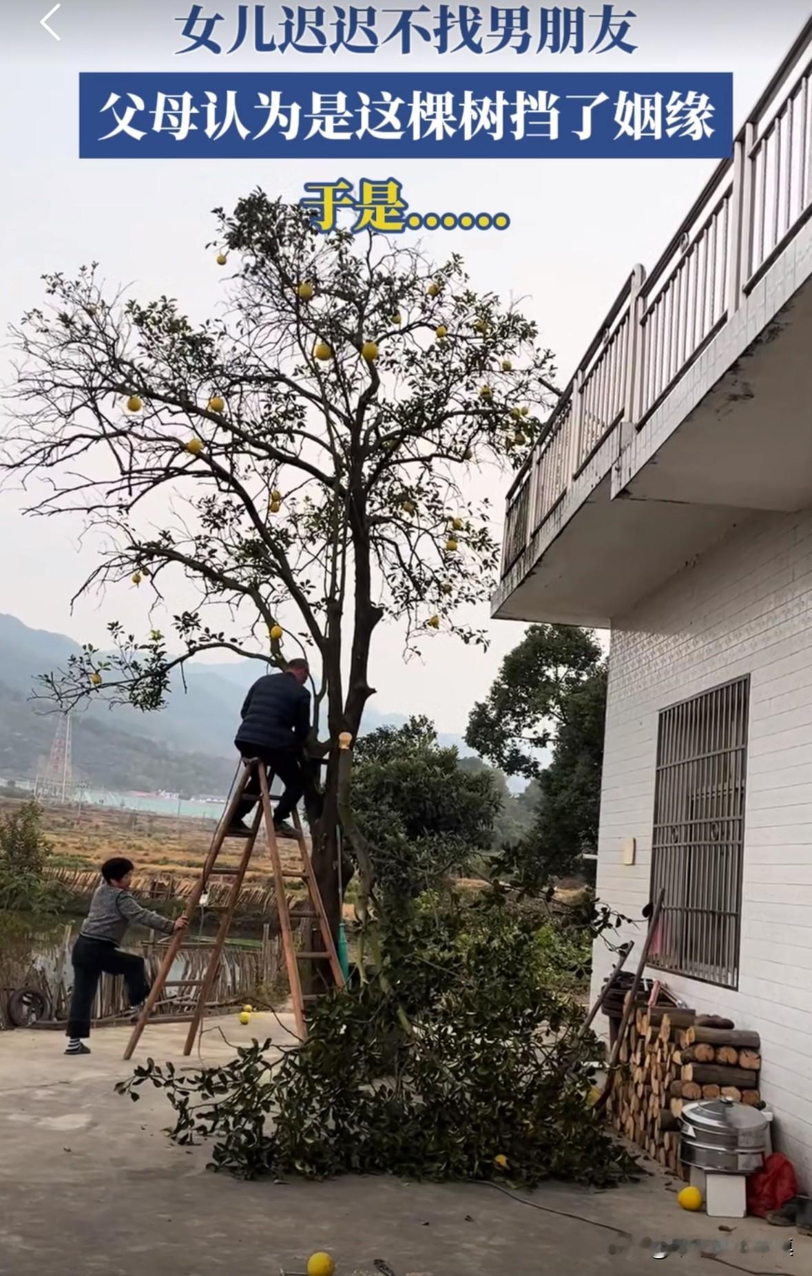 女儿将近30却迟迟找不到男朋友，父母认为是门口有柚子树挡住了女儿的姻缘，于是第二