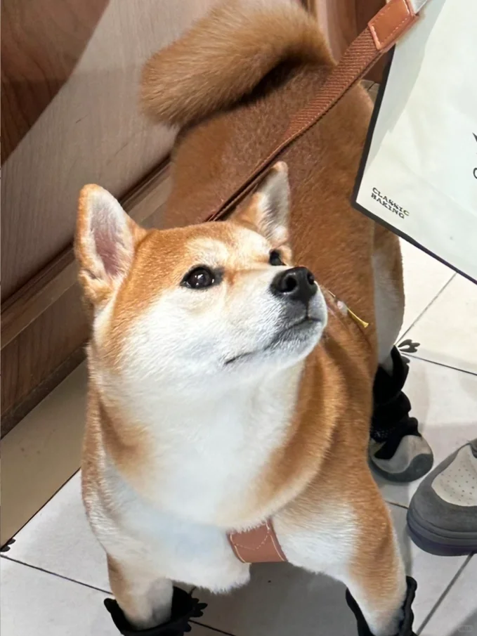 ⁰̷̴͈꒨⁰̷̴͈ 噢～妈妈酱这是给小狗吃的么～～