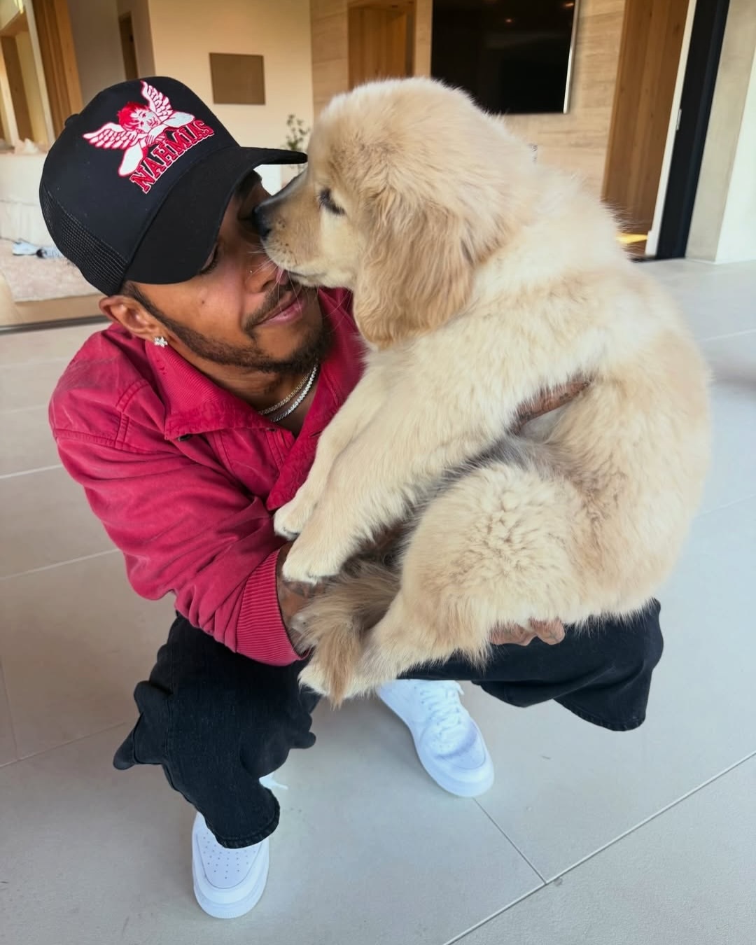 汉密尔顿 刘易斯·汉密尔顿家的新成员🐾来认识一下Halo吧，刘易斯可爱的新金毛