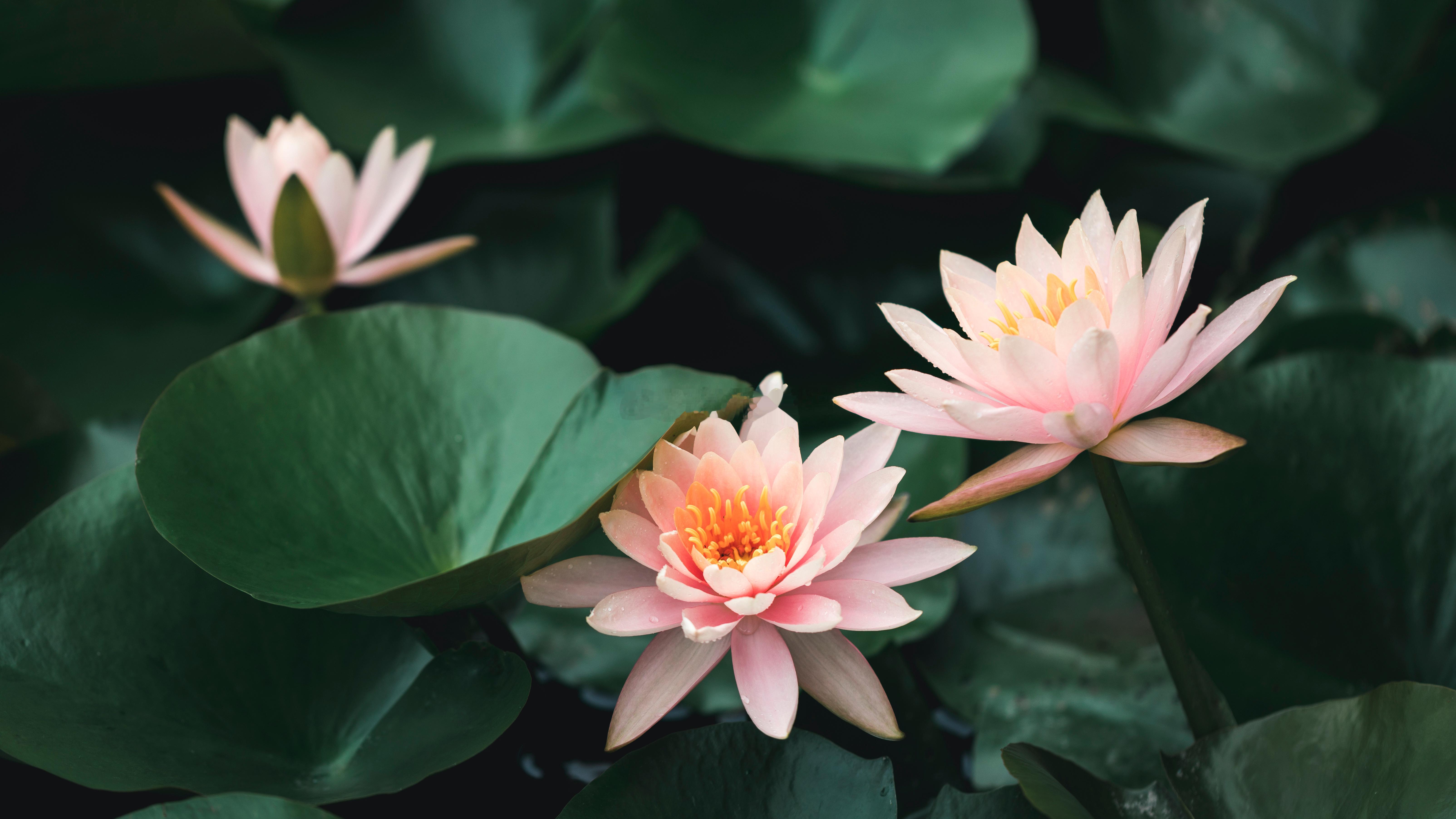 生活亦如一只蝴蝶，没有破茧的勇气，哪来飞舞的美丽，越努力越幸运！ ​​​