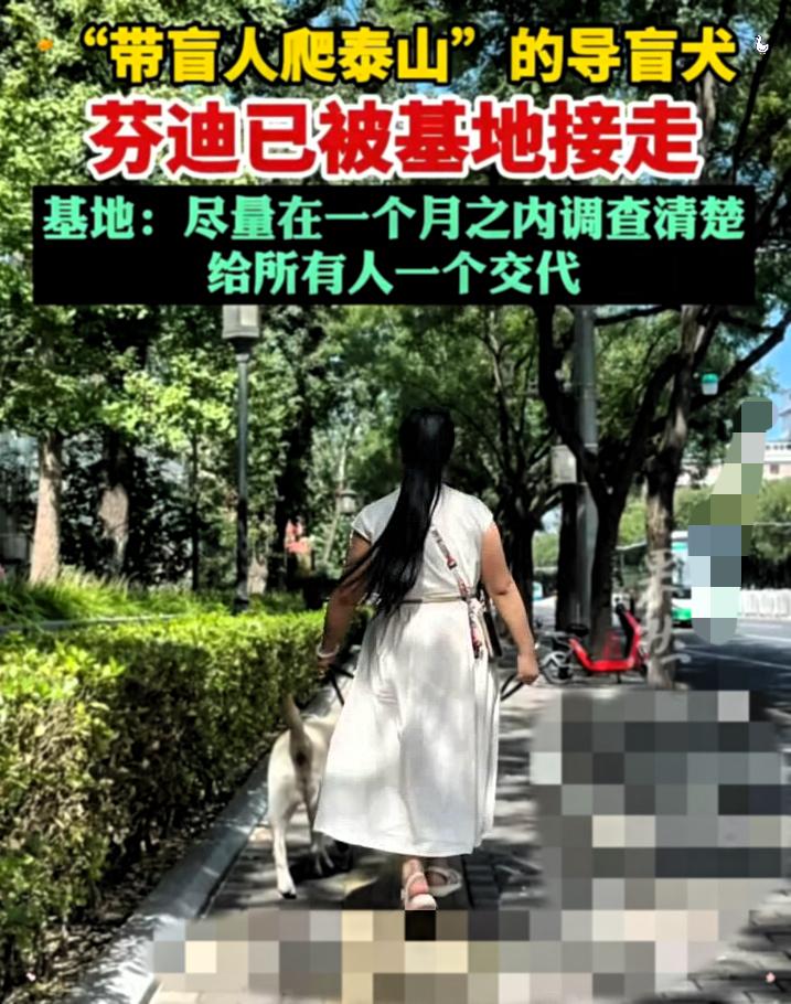 导盲犬芬迪终于被接走了！！
奇怪的是，王女士和芬迪明明相处了两年。但分别的时候，