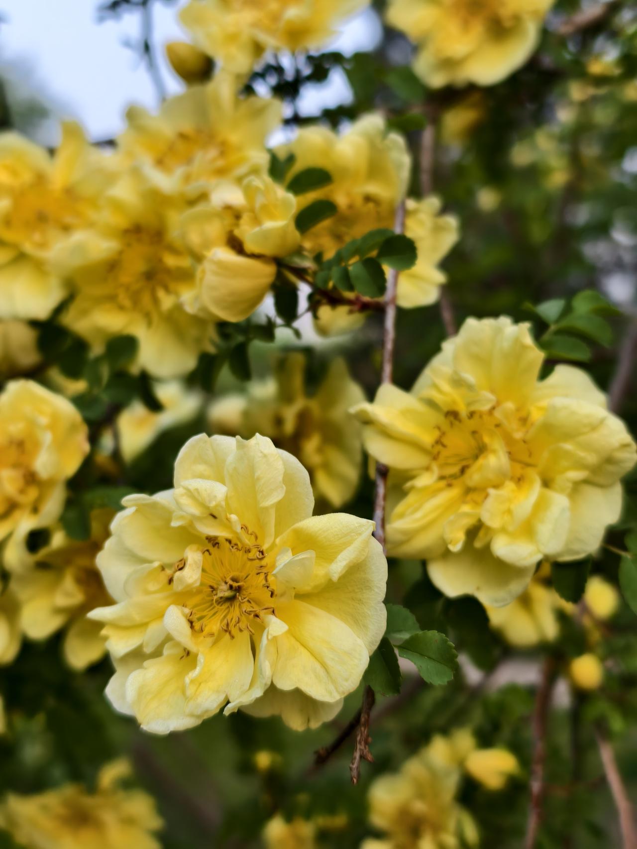 今晨，在长虹公园看到路边盛开的小黄花，非常好看和养眼，随手拍下！