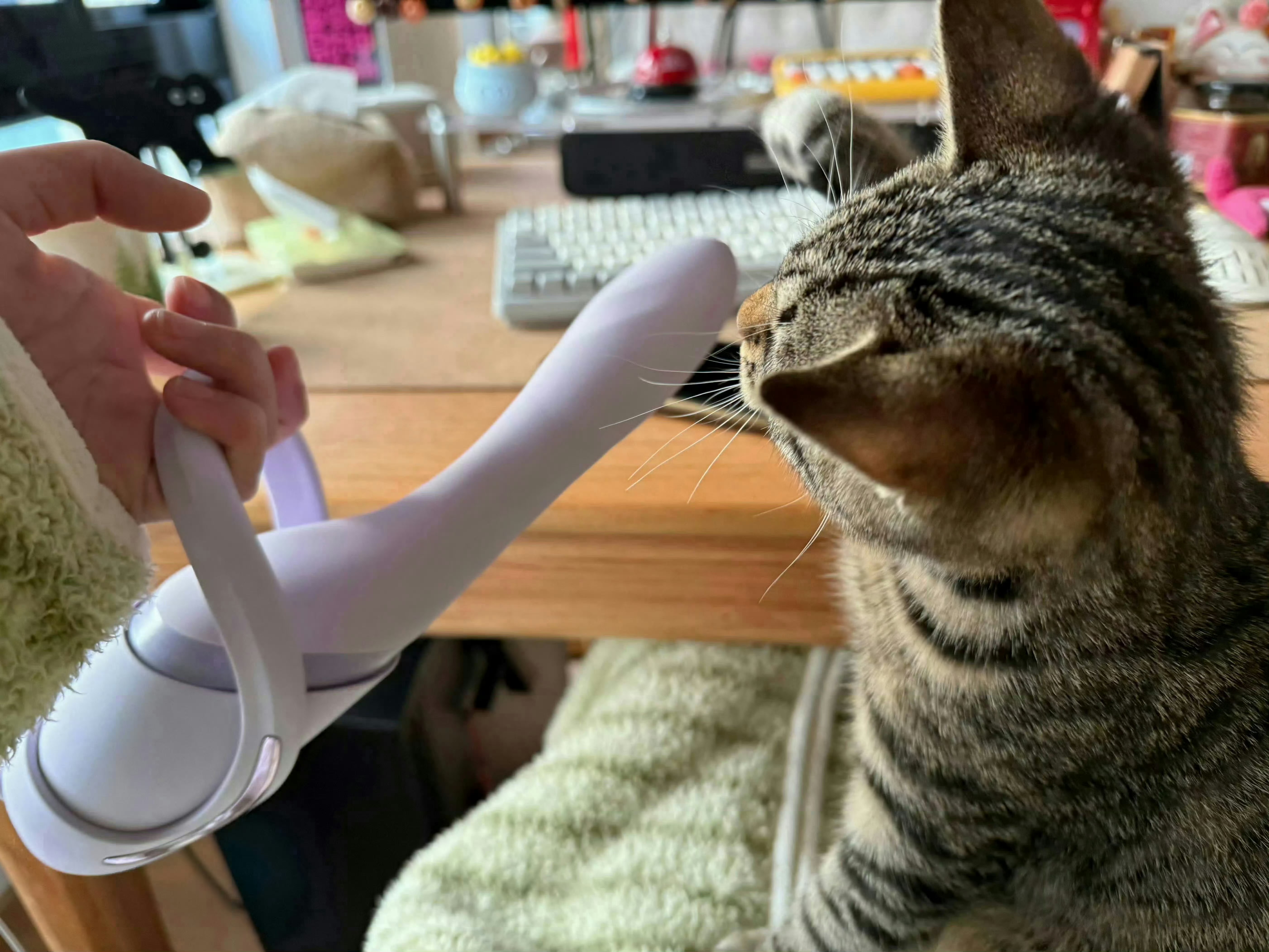 好好玩的逗猫棒  长沙·岳麓山山顶