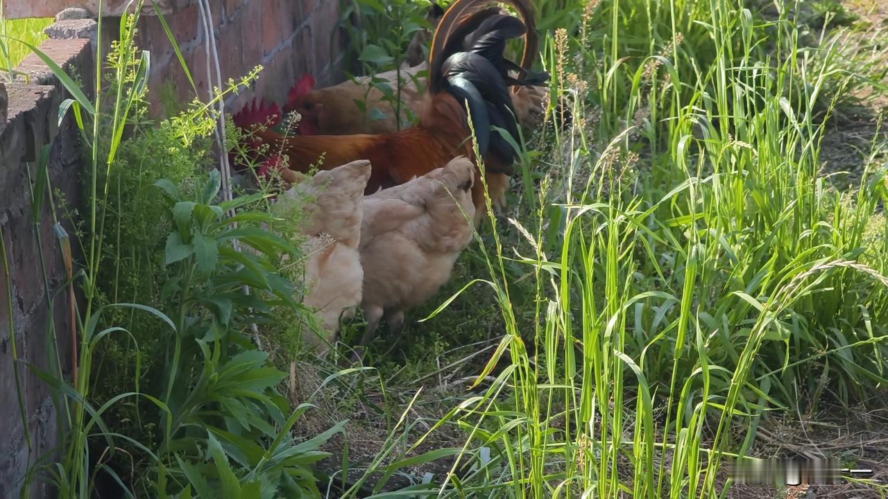 农户散养的土鸡都喜欢在墙脚边觅食。
我家养的土鸡最喜欢的地方就是墙边，每天一放出
