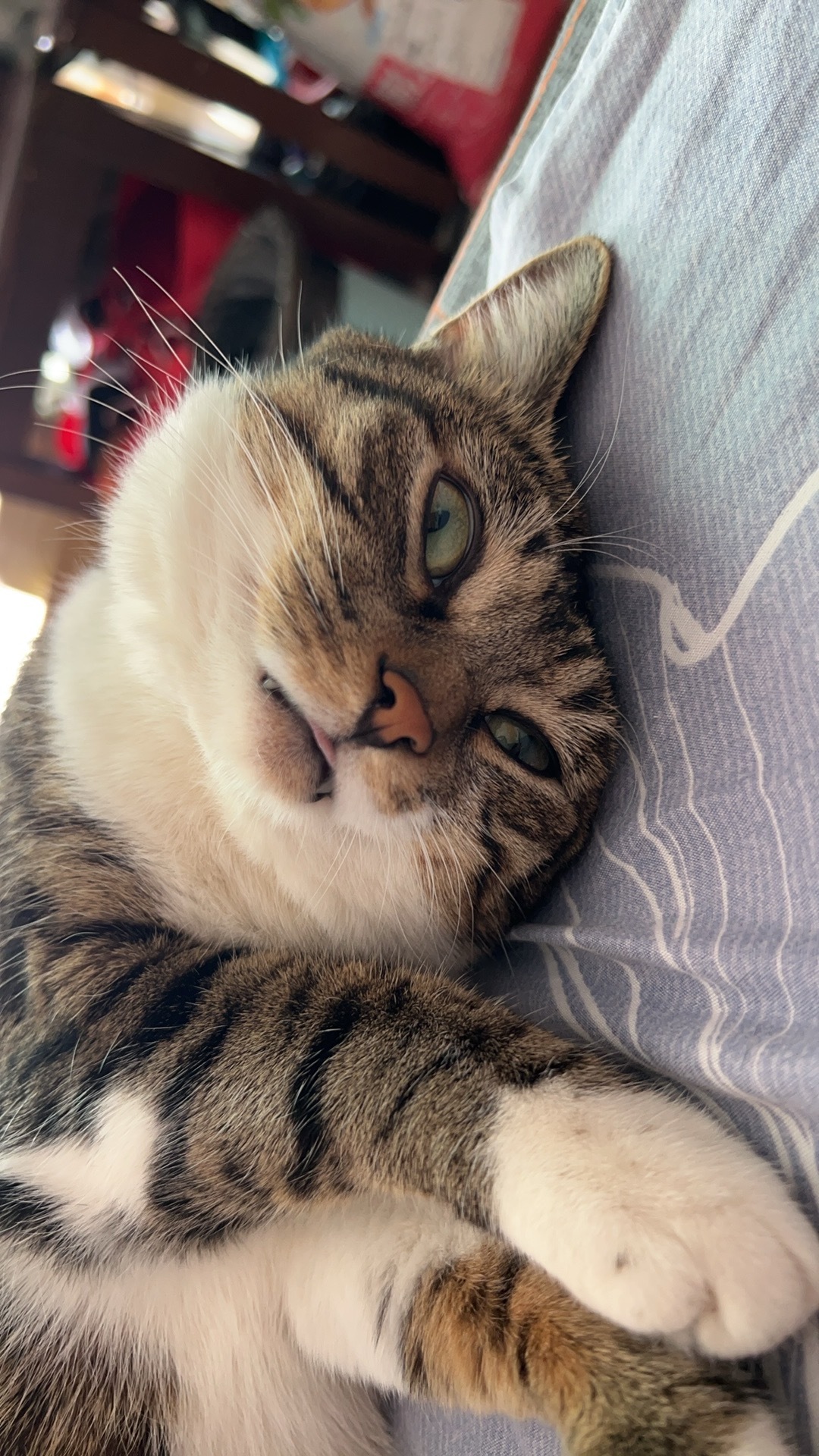 猫咪把舌头漏一点在外面是啥意思啊我家猫最近老是这样[思考] ​​​