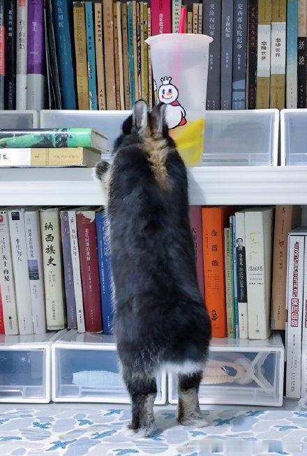14541🐇【我要喝柠檬水😠】你这辈子有没有为谁踮起过脚尖 