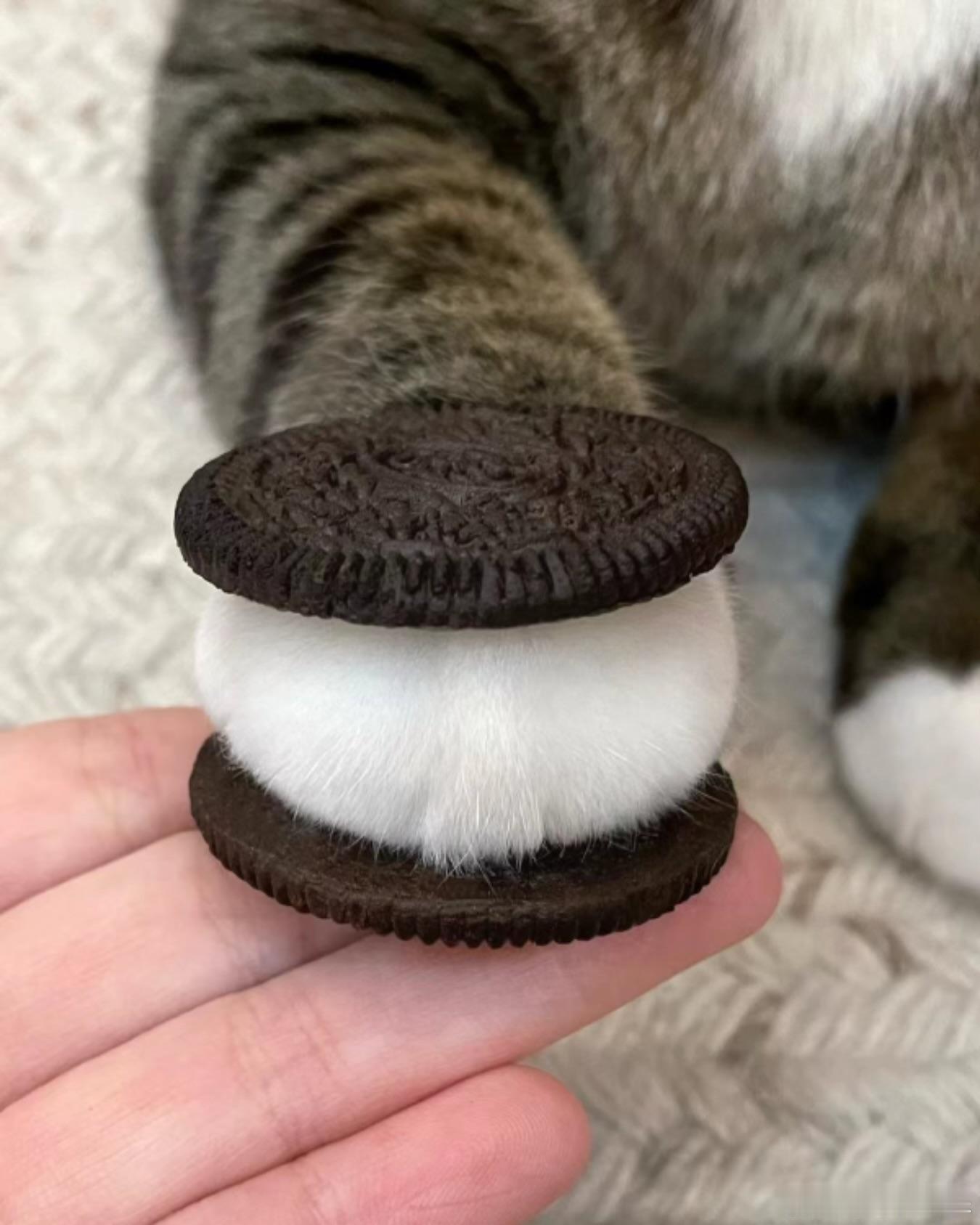 一口一个猫爪奥利奥🍪🐾cr：cielmeowmun 