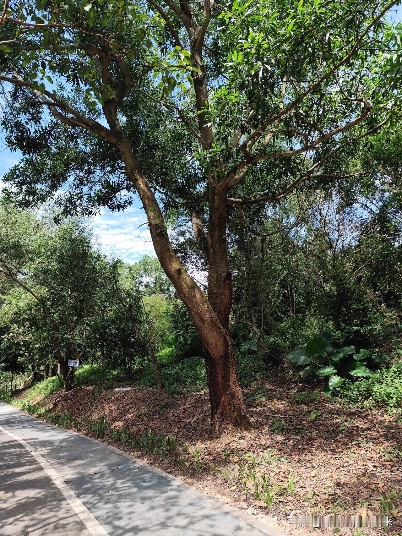 保持56个民族的血统纯正比一切都重要。
可惜的是，法律上，对这个问题无能为力。