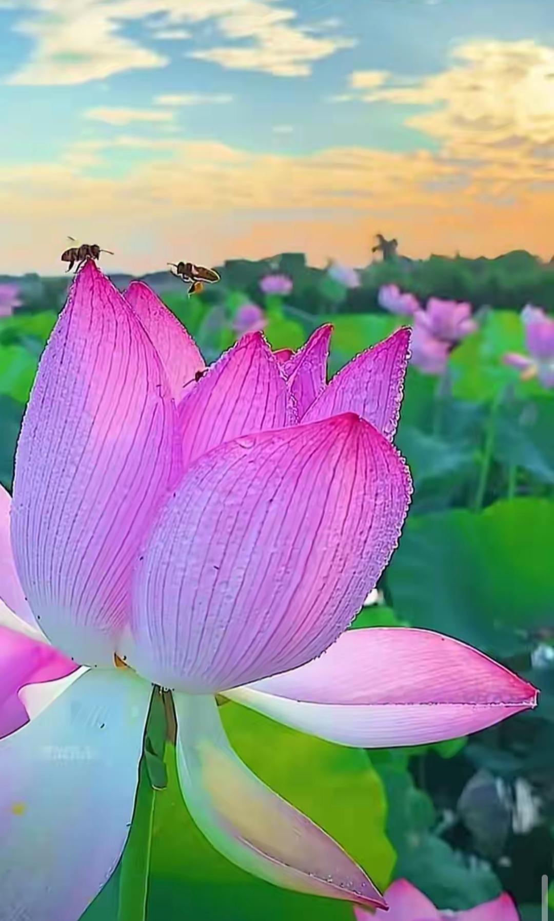 上联：节节莲藕泥中睡，求下联朵朵葵花向阳开。