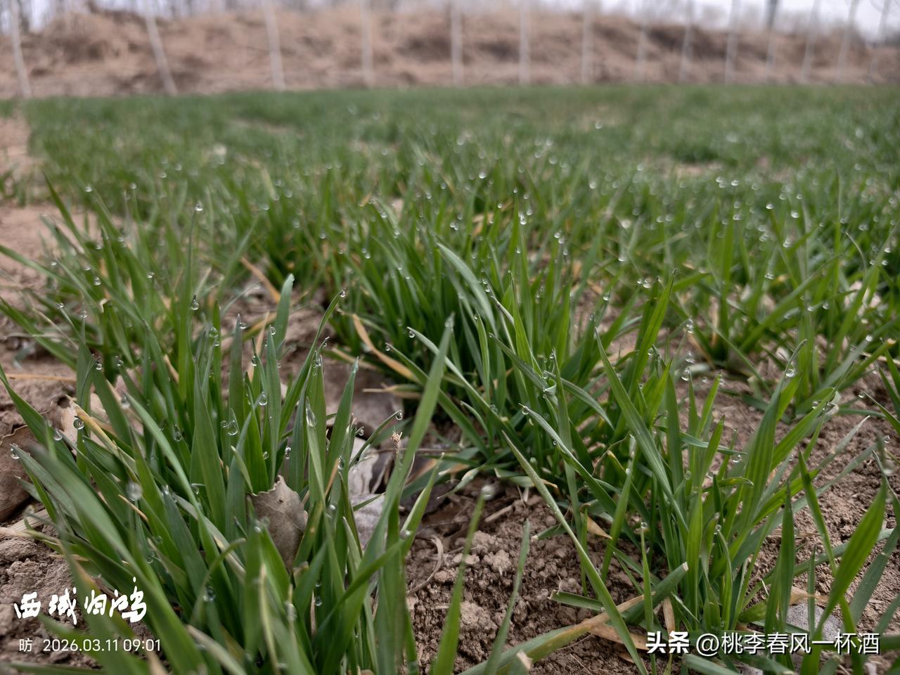 图说东营:黄河口的麦苗已焕发出生机。