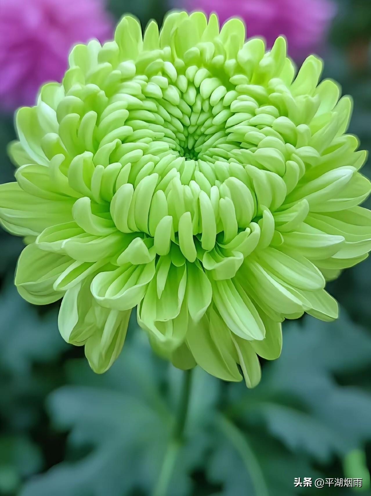 🌼🍁º²⁶/₁₀.₂₇🌼🌺
桂枝香·菊
 
霜凝平陆。
看万木凋残，远峰