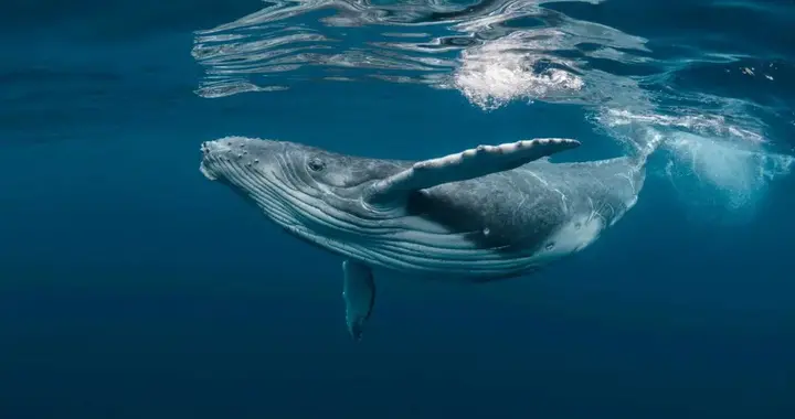 鲸鱼可能是我们对应气候危机的秘密武器