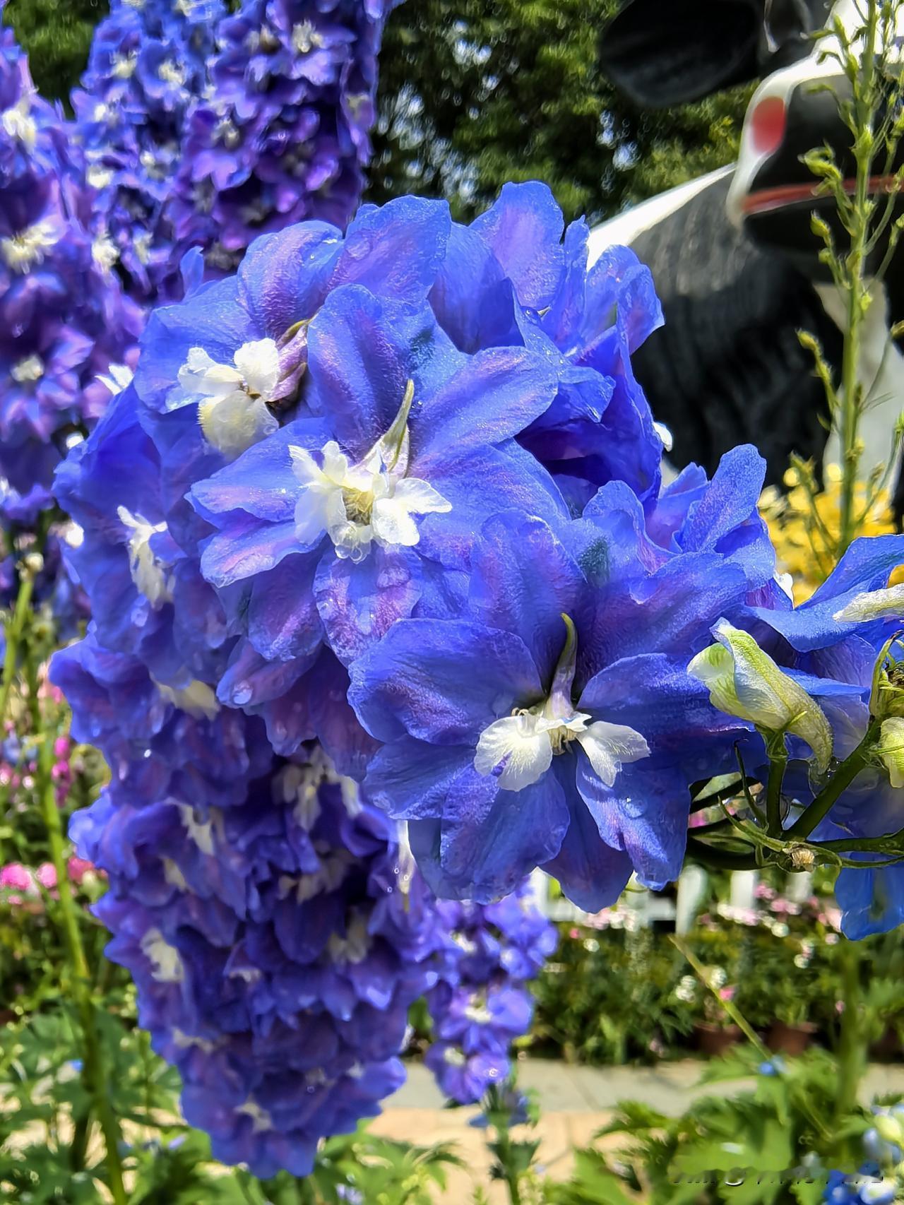大花飞燕草
色彩艳而娇
亭亭自玉立
迷人尽妖娆

分享一张随手拍的花