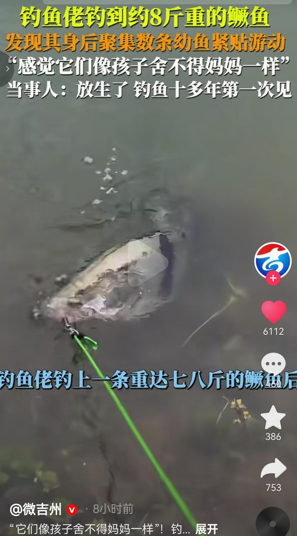 钓上8斤大鳜鱼，身后跟着一群小鱼不肯走！钓鱼人当场心软放生：活了半辈子，第一次见