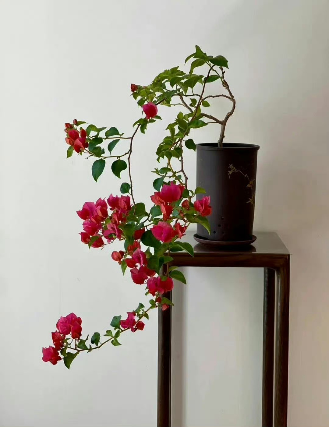 名花异䓍不攀比，万紫千红也称奇。 ​ ​​​