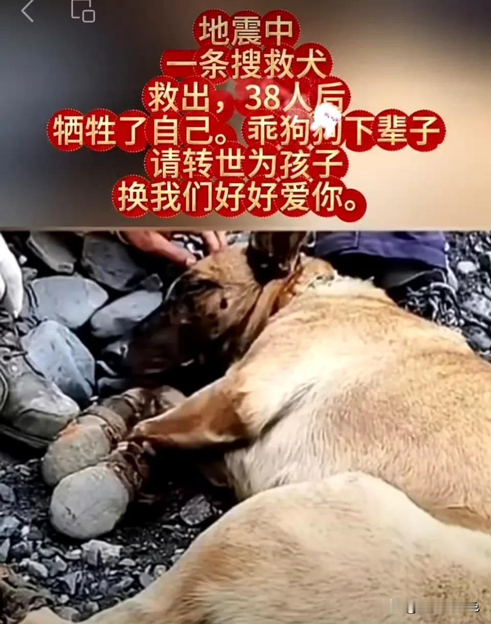 搜救犬救出38人后牺牲了  ！