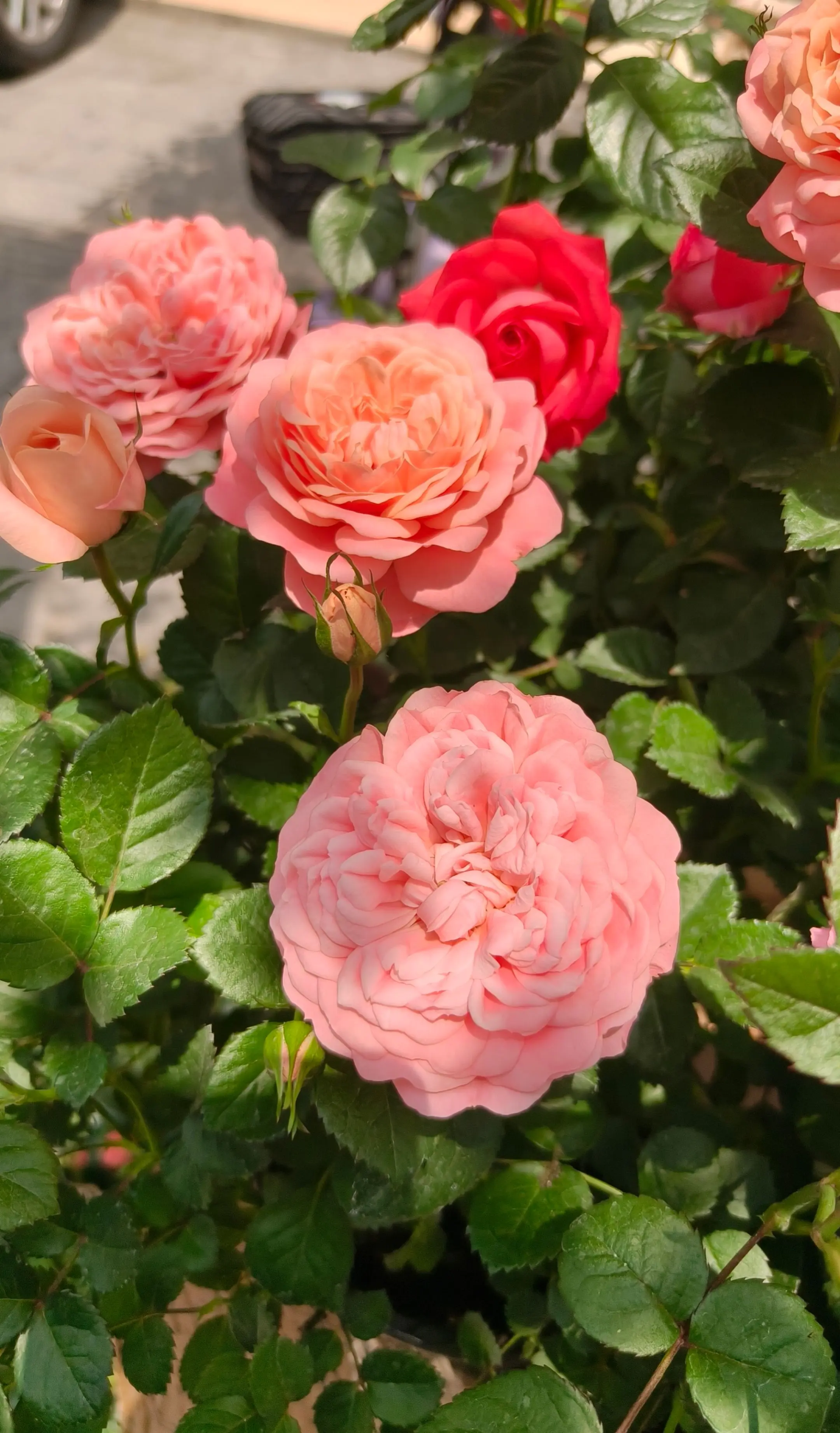 我没有浪漫的情人，也没有宠爱我的那个人，但我有浪漫的  🌹