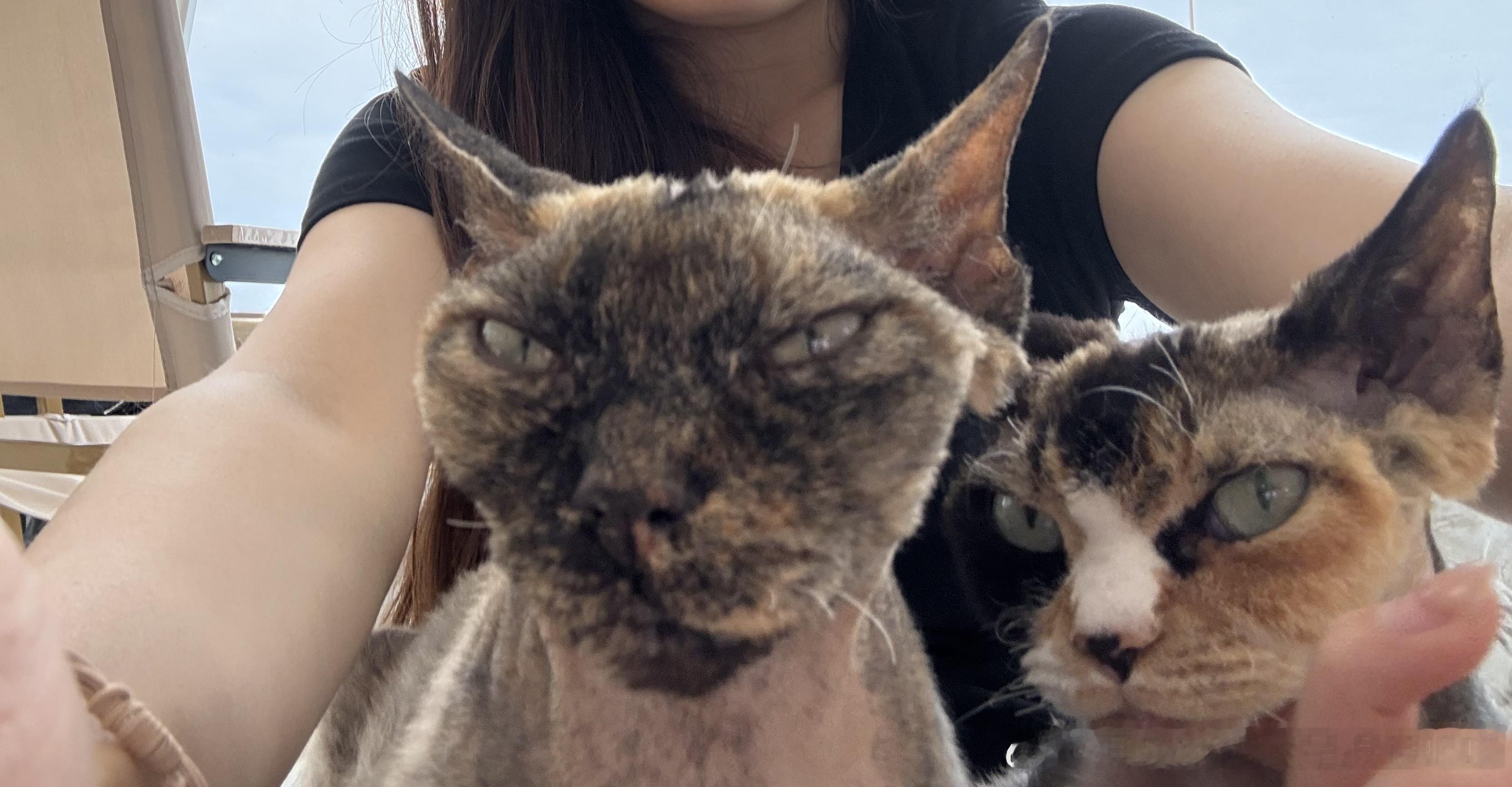 49776【丑猫】感觉这两只mean死过人 
