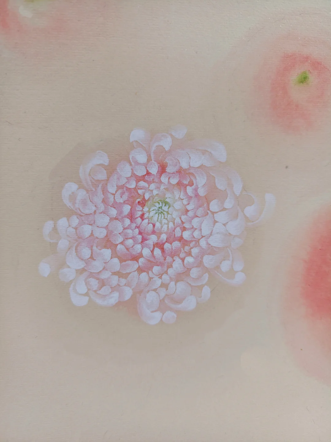 没骨菊花