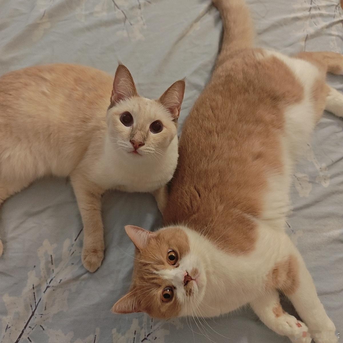没人问 但我还是要发一张猫照 因为太可爱了 