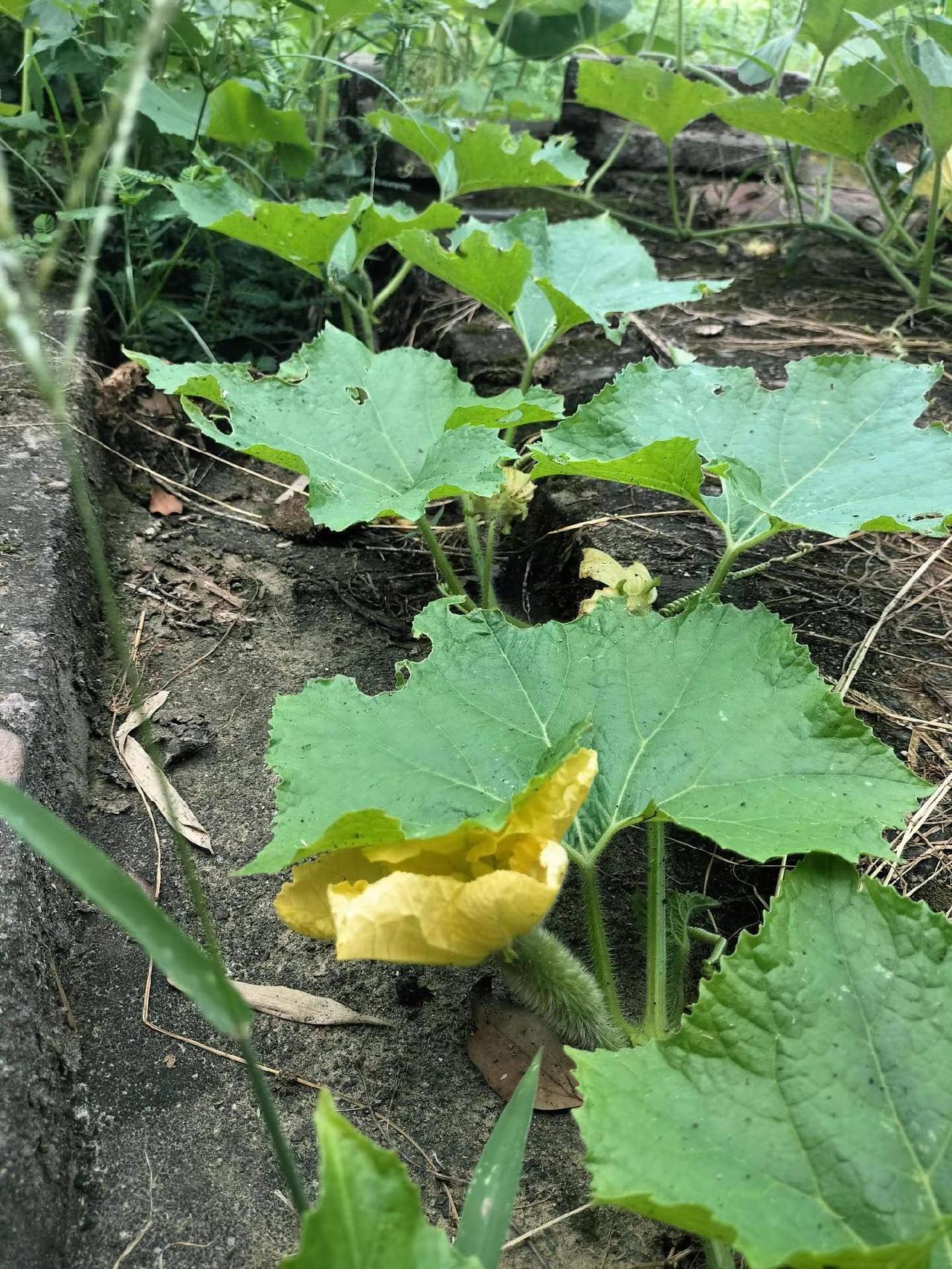 开花就会结果。