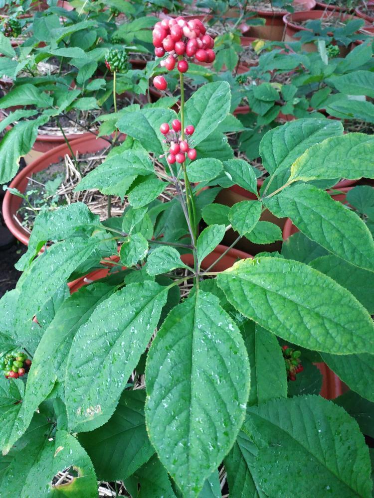 人参：深山里的“地精”救母记
 
长白山脚下有个靠山屯，屯里住着少年石柱和母亲。