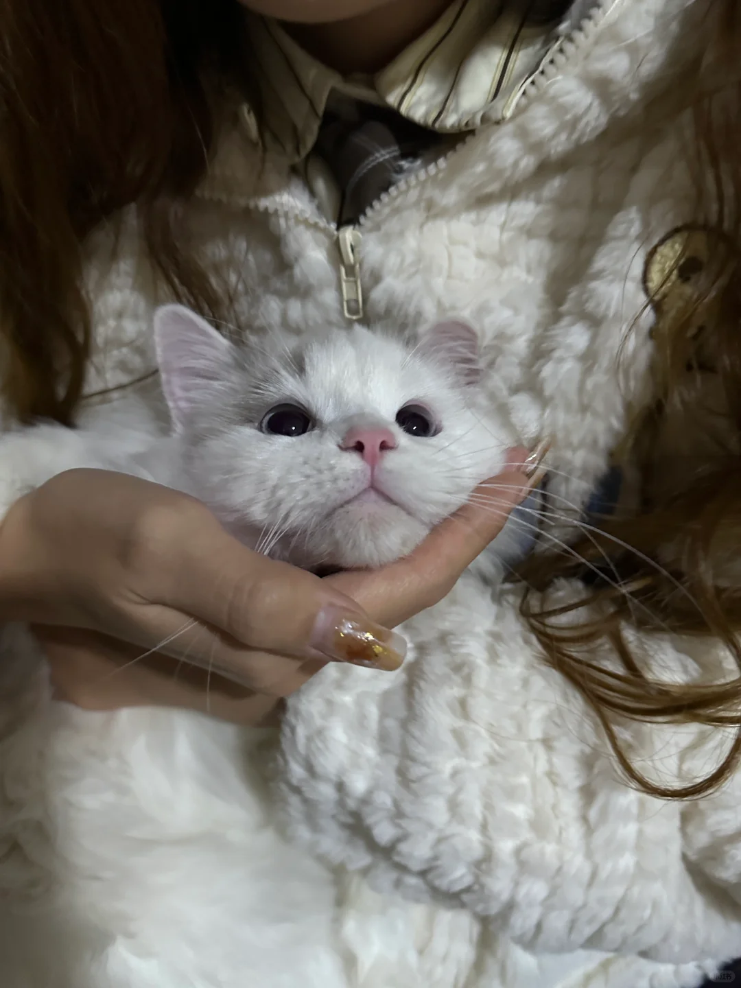 原图直出貌美小猫咪