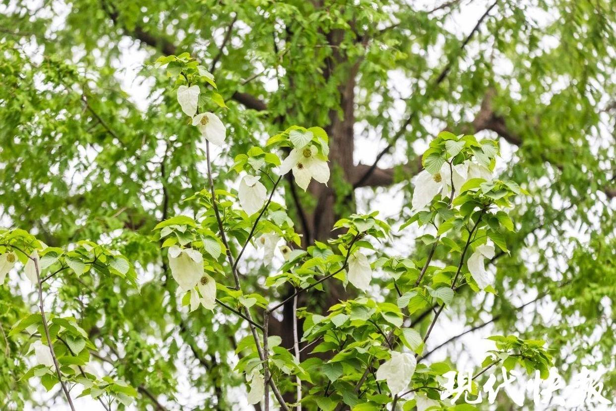 南京玄武湖“植物活化石”珙桐开花了，满树“小白鸽”美到犯规
          