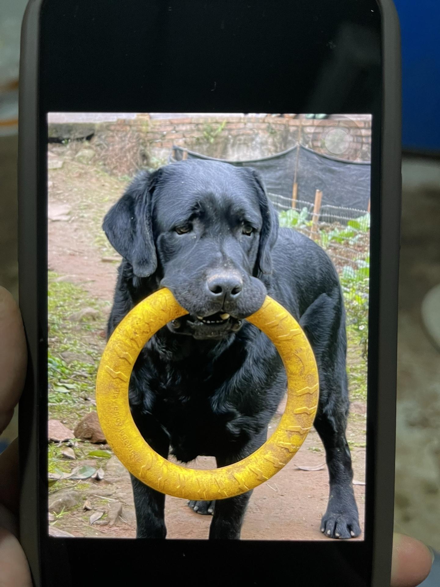 养完这几只小狗，就再也不养了。 不是不爱，是太爱了，爱到承受不起，它们...