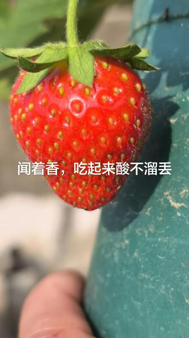闻着香，吃起来酸不溜丢。酸不溜丢的草莓