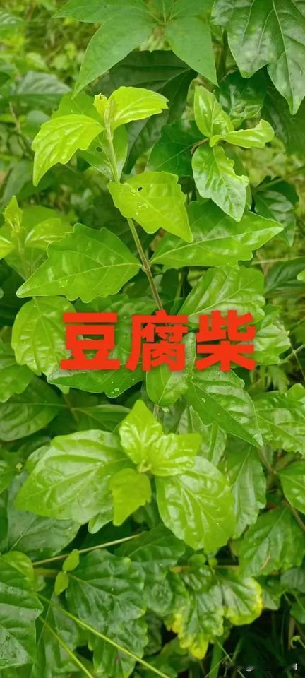 不起眼的“豆腐柴”，为何让老中医爱不释手？
 
在山间地头，有一种其貌不扬的灌木