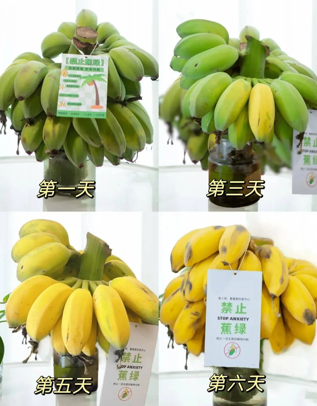 禁止焦绿，给办公桌增添一点趣味