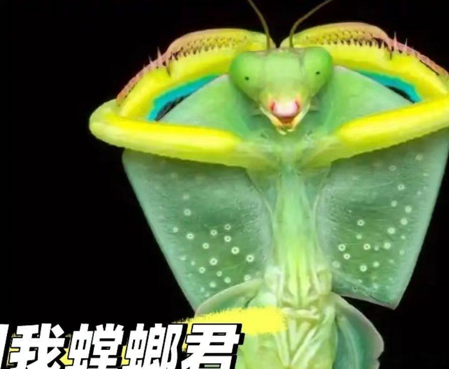 云南特有的神奇精灵：云南亚叶螳螂云南亚叶螳螂，作为节肢动物，是云南特有的物种，常