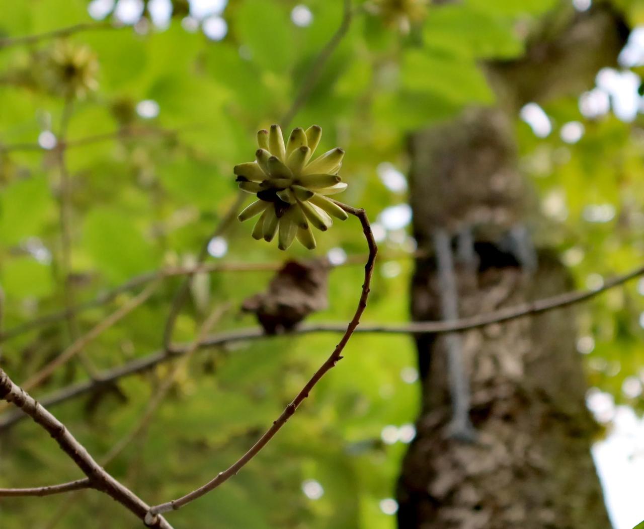 今天的美：
        今天的美，来自喜树果。
        在公园散步，
